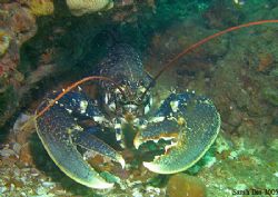 Common lobster taken in English Channel in August 2005 wi... by Sarah Iles 